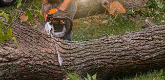 Best Arborist Consultation Services  in Weimar, TX