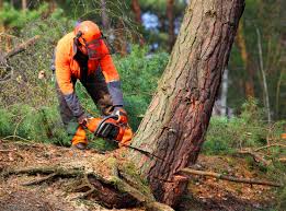 Best Utility Line Clearance  in Weimar, TX