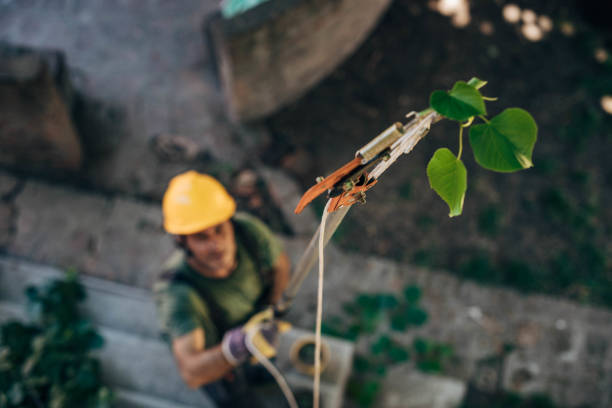 Trusted Weimar, TX Tree Removal Experts