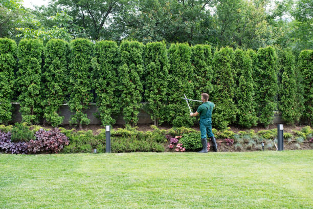 Best Lawn Renovation and Restoration  in Weimar, TX