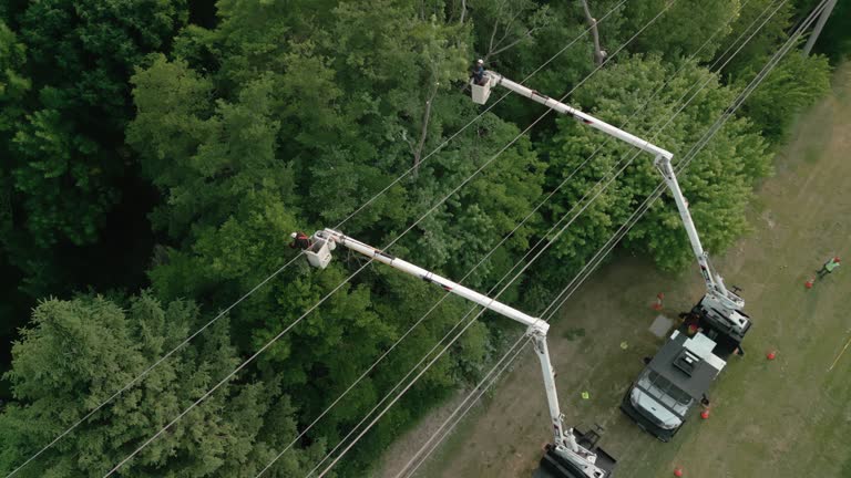 Best Tree and Shrub Care  in Weimar, TX
