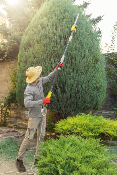 Best Lawn Pest Prevention  in Weimar, TX