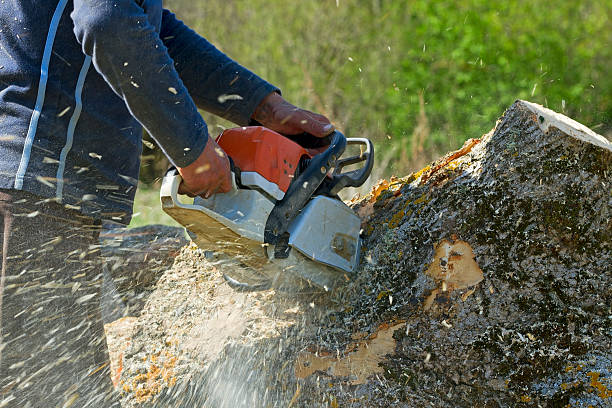 Best Tree Disease Treatment  in Weimar, TX