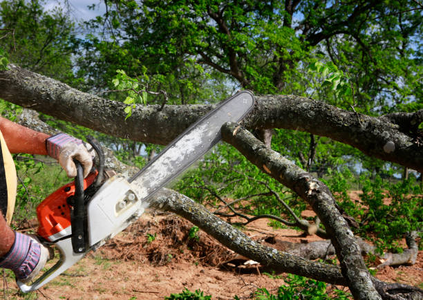 Best Lawn Dethatching  in Weimar, TX